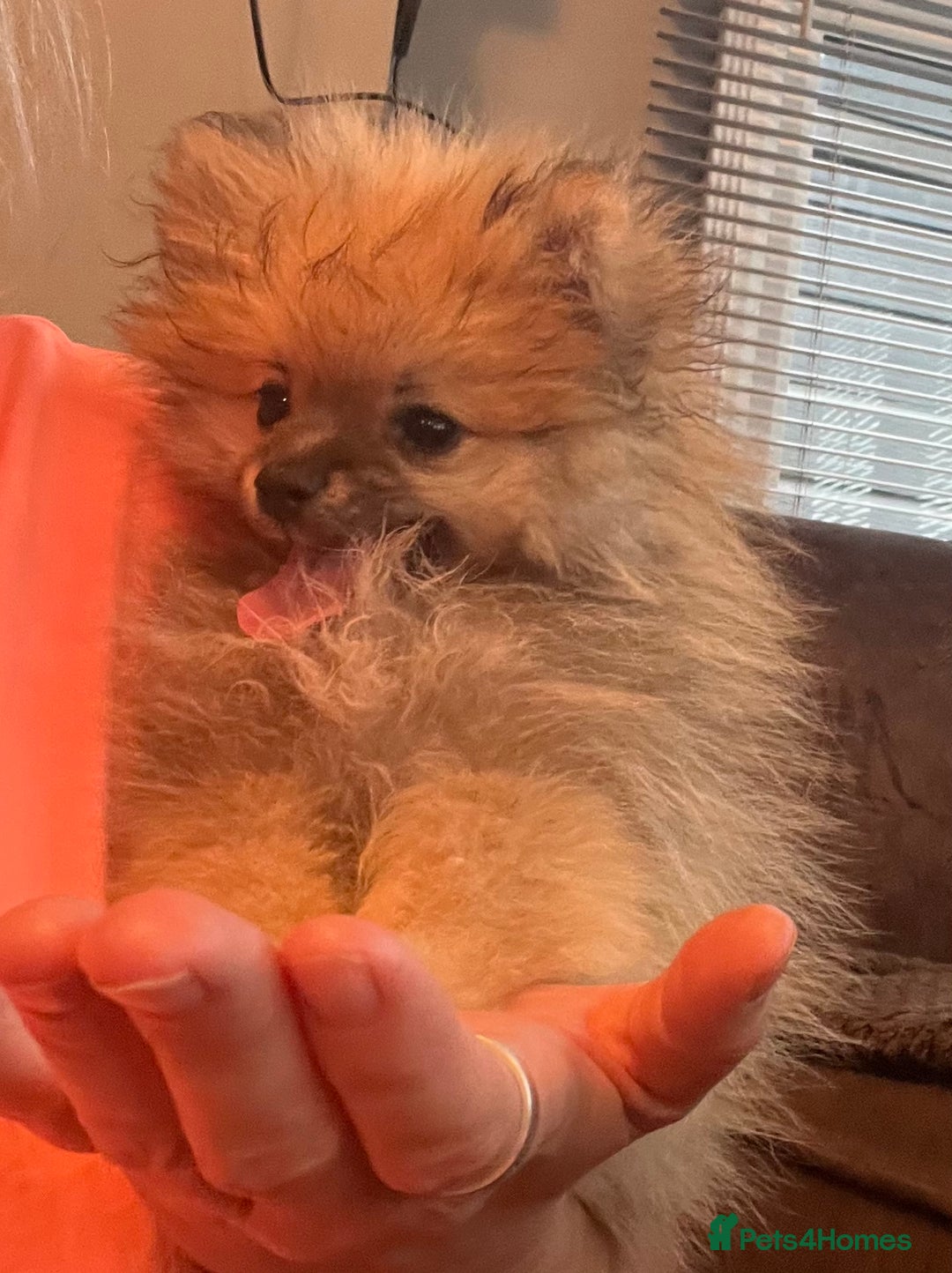 Pomeranian dogs for sale: Pomeranian  puppies  - Image 13