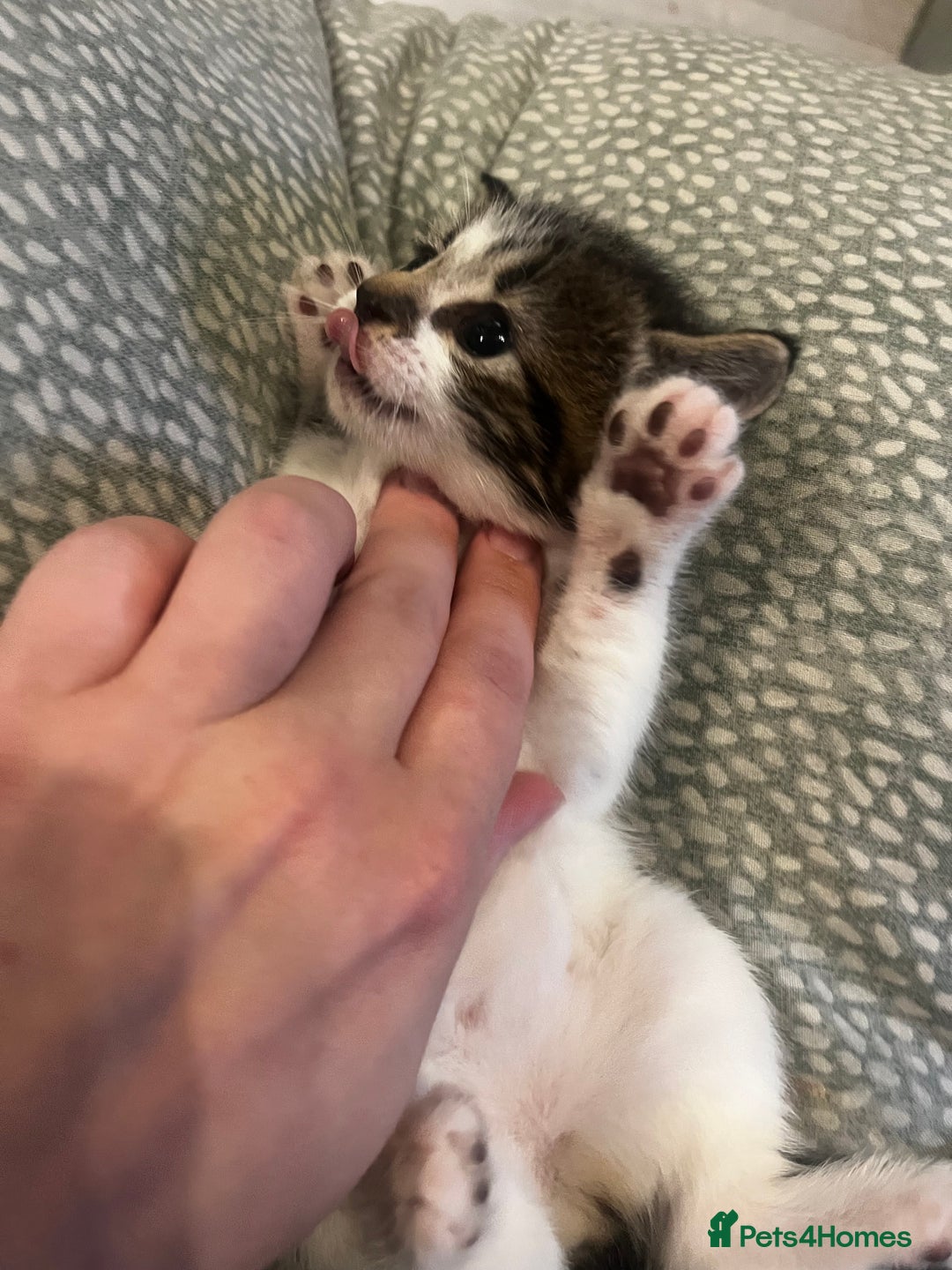 Mixed Breed cats for sale: Perfect Kittens  - Image 18
