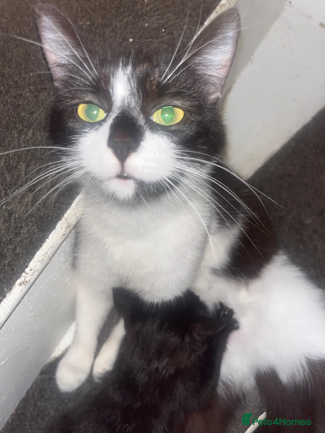Mixed Breed cats for sale: Male kitten ready for his new home  - Advert 2