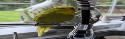 Budgerigars birds for sale: Super Tame Beautiful Exhibition Budgie - Advert 4