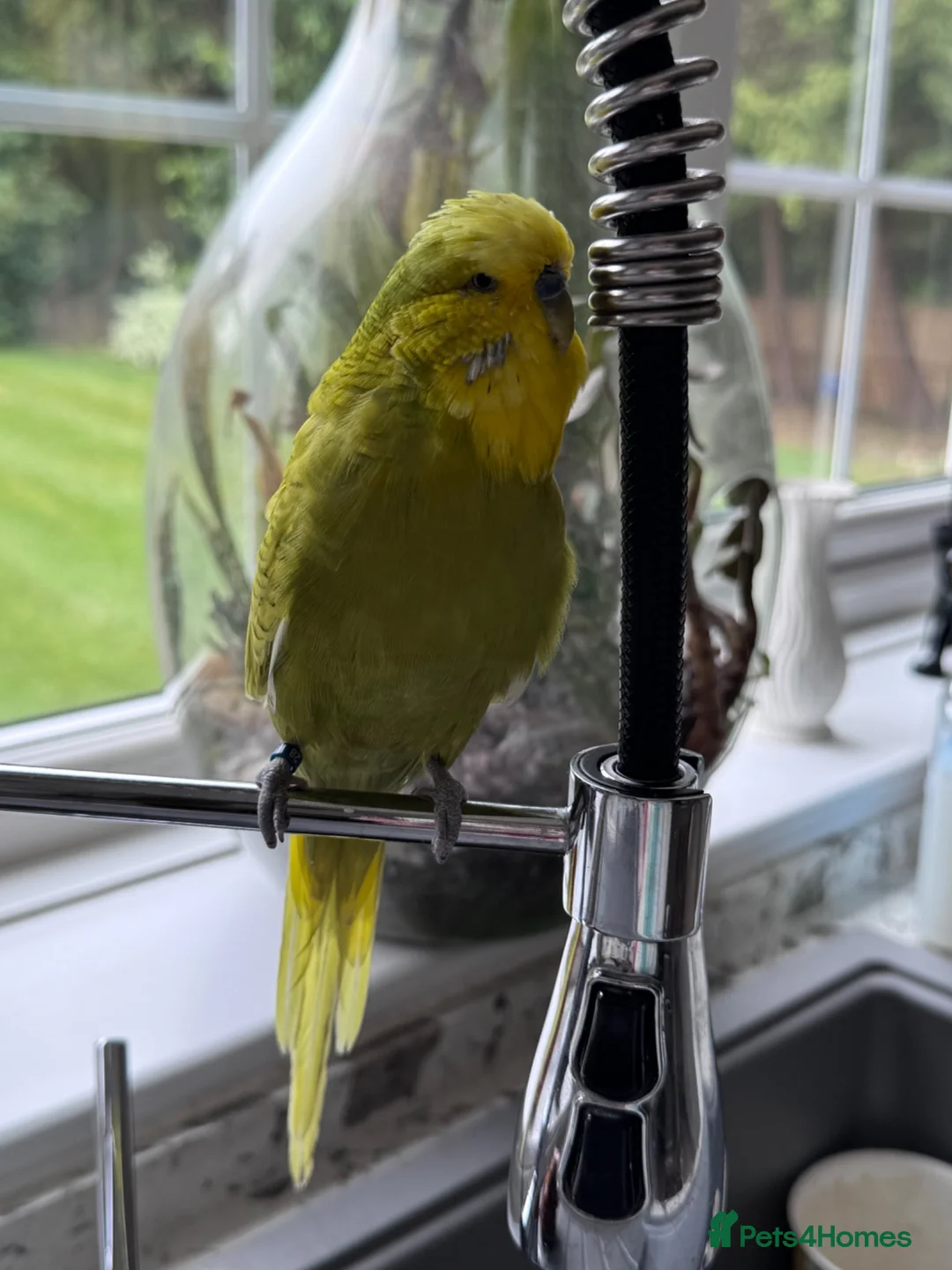 Budgerigars birds for sale: Super Tame Beautiful Exhibition Budgie - Advert 4