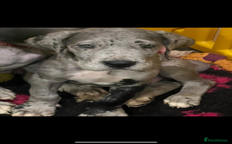 Great Dane dogs - Advert 1