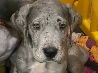 Great Dane dogs - Advert 3