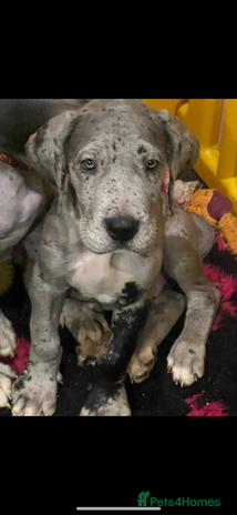 Great Dane dogs - Advert 1