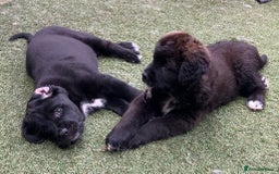 Mixed Breed dogs for sale: Central Aisian Shepard x Rottweiler - Image 17