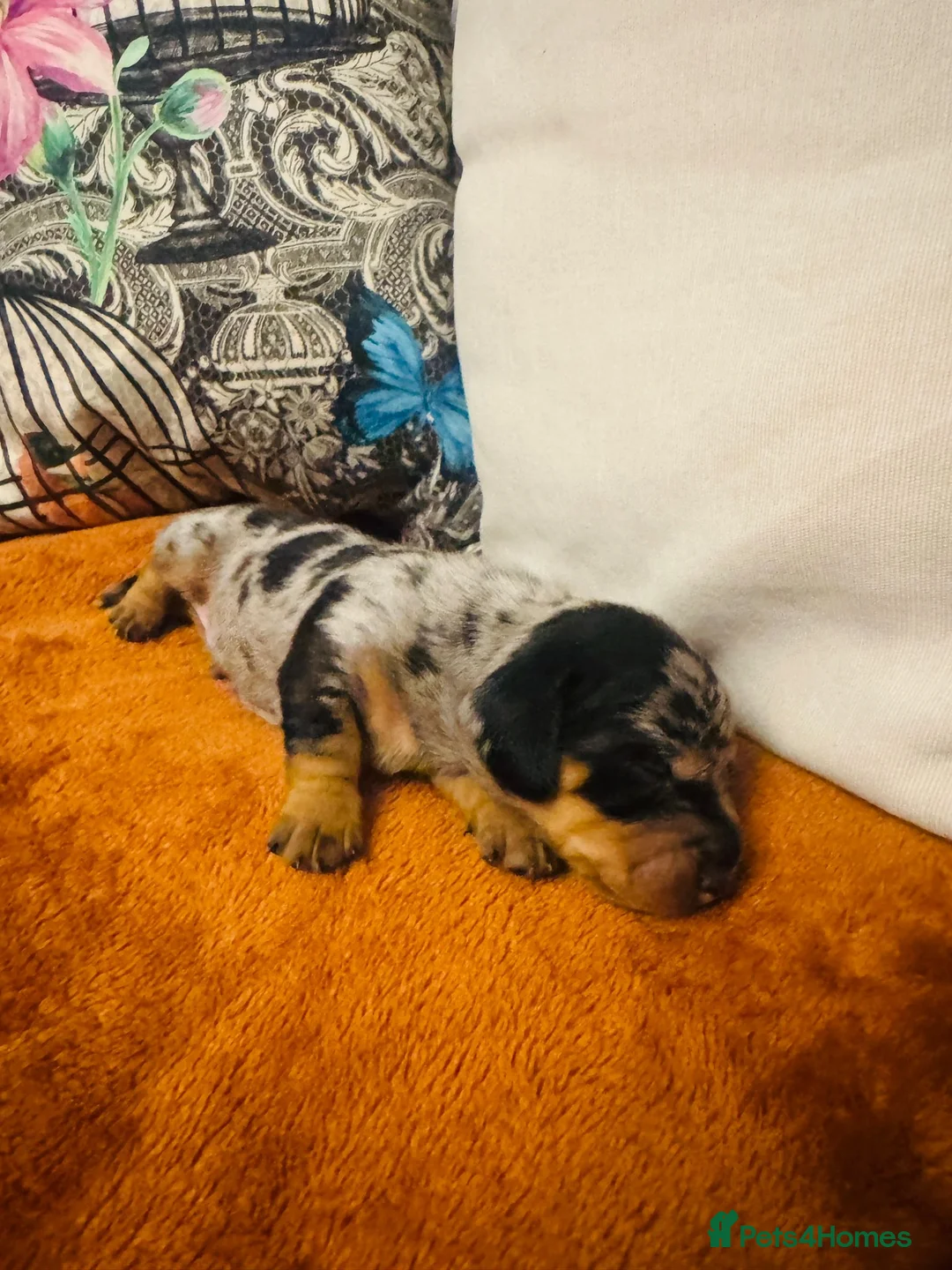 Miniature Dachshund dogs for sale: 🐾KC Miniature Dachshund Puppies Champion Lines🐾 in Telford - Advert 2