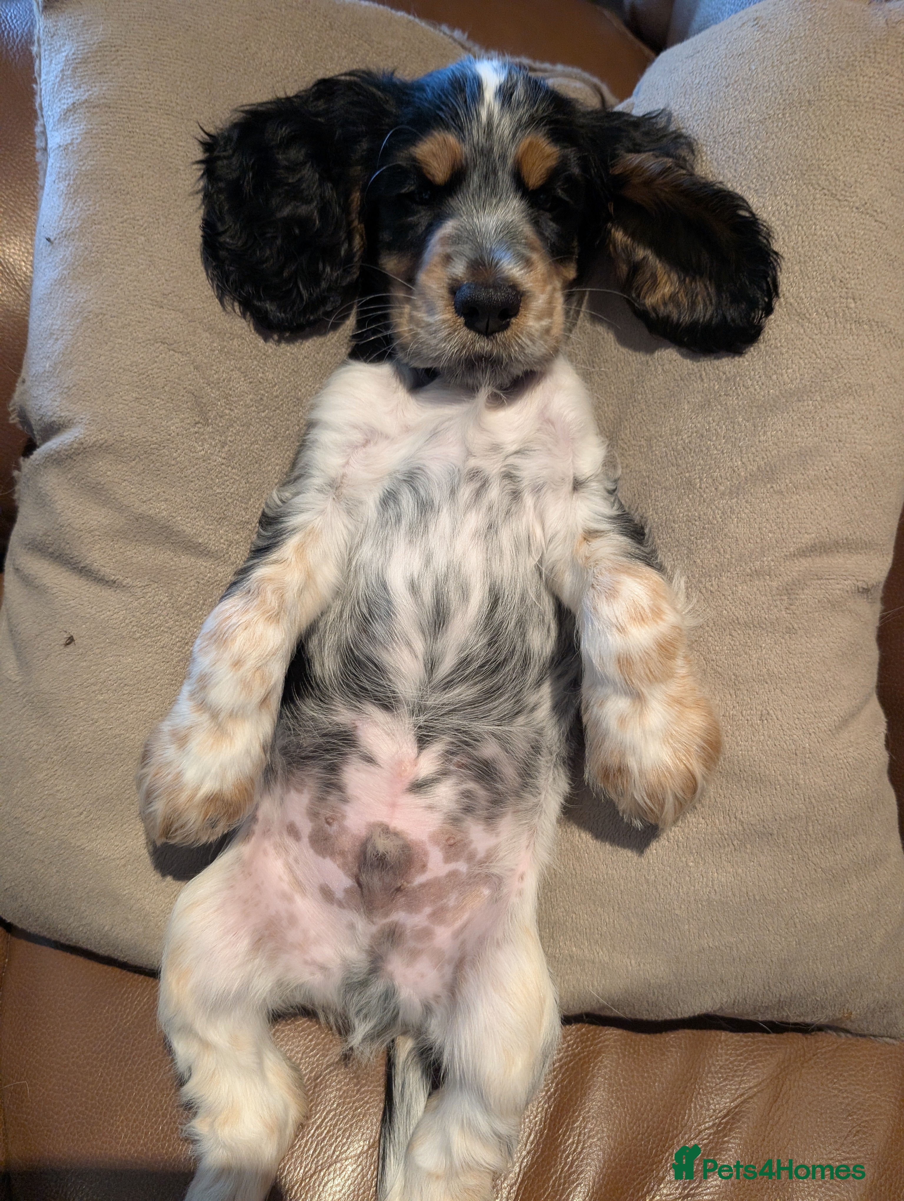 Cocker Spaniel dogs For sale - Advert 2