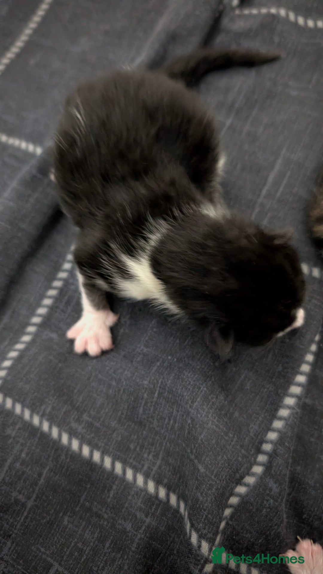 British Shorthair cats for sale: 4 beautiful kittens for sale  - Advert 5