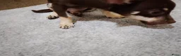 Chihuahua dogs for sale: Stunning KC REGISTERED CHIHUAHUAS 2 LEFT!! - Advert 6