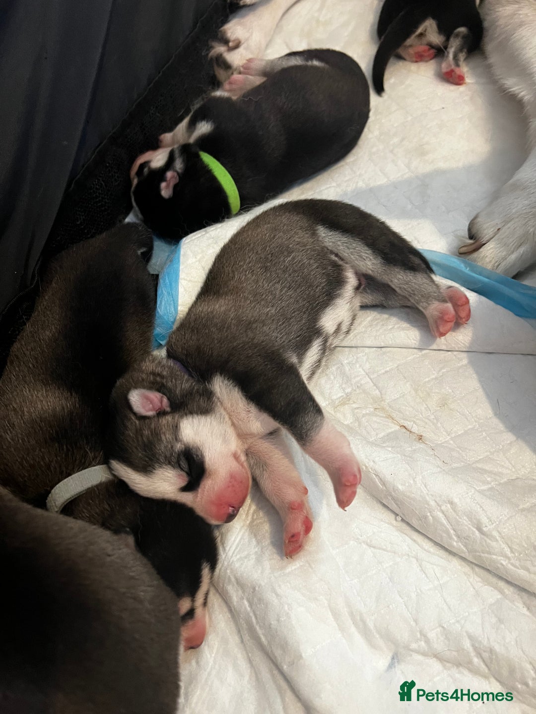 Siberian Husky dogs for sale: Strong Chunky Siberian Husky puppy’s  - Image 10