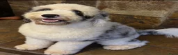 Sheepadoodle dogs for stud: Sheepadoodle hybrid stud  - Advert 2
