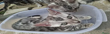 Silver Spotted Bengal girl 
