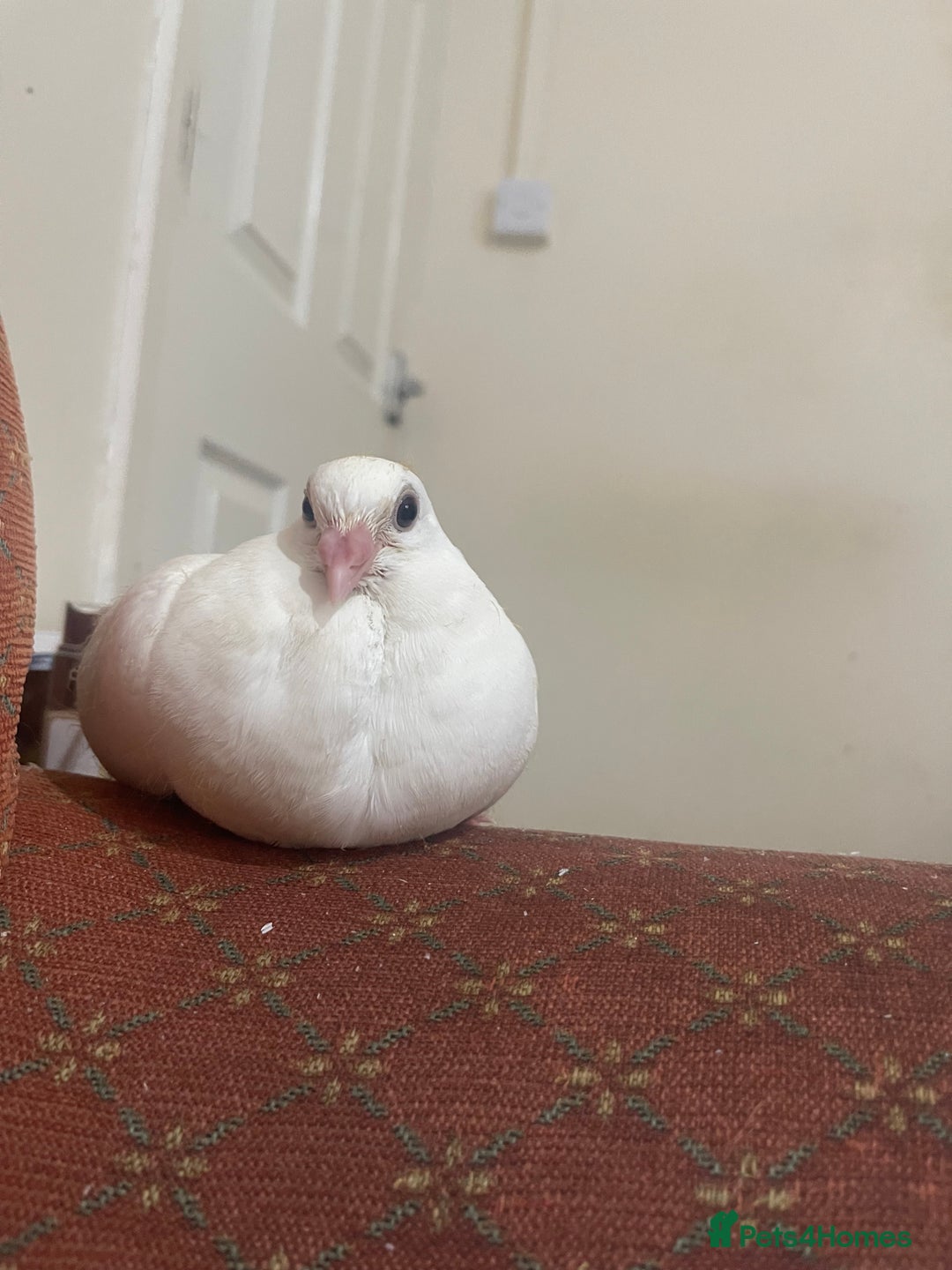 Pigeons birds for sale: Pet pigeon for sale  - Image 3