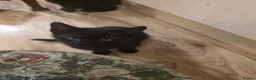 Mixed Breed cats for sale: Black Kittens in Cardiff - Advert 3