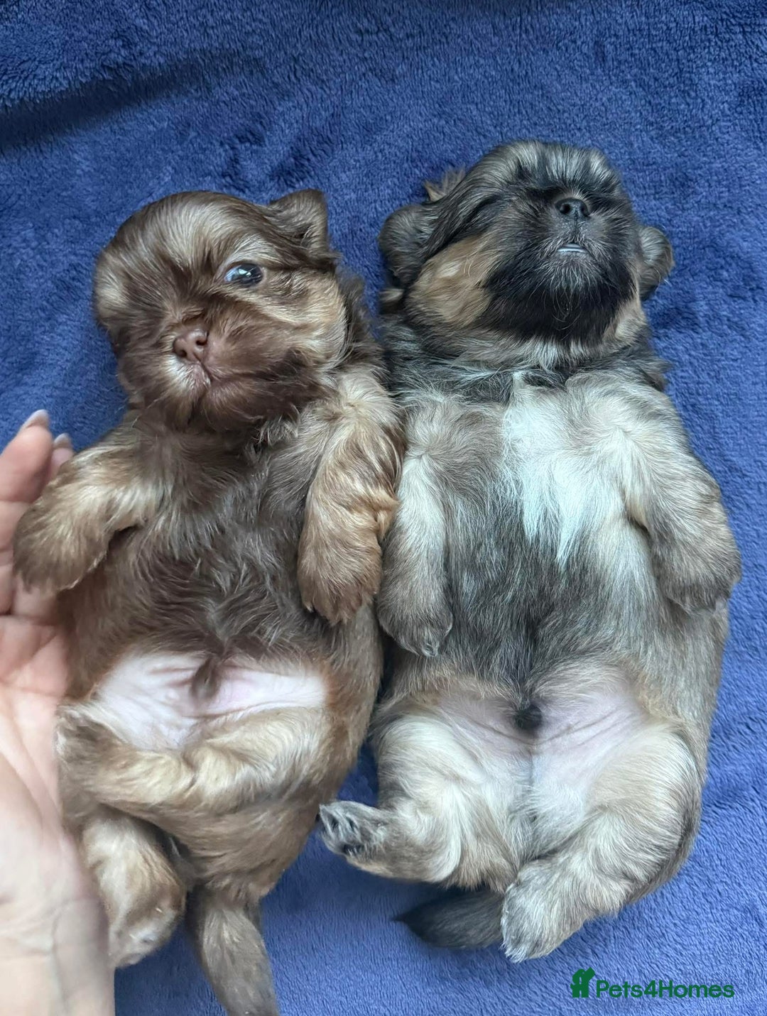 Shih Tzu dogs for sale: Shih tzu  - Advert 5