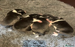 Border Collie dogs for sale: Border Collie puppies, ISDS - Image 1
