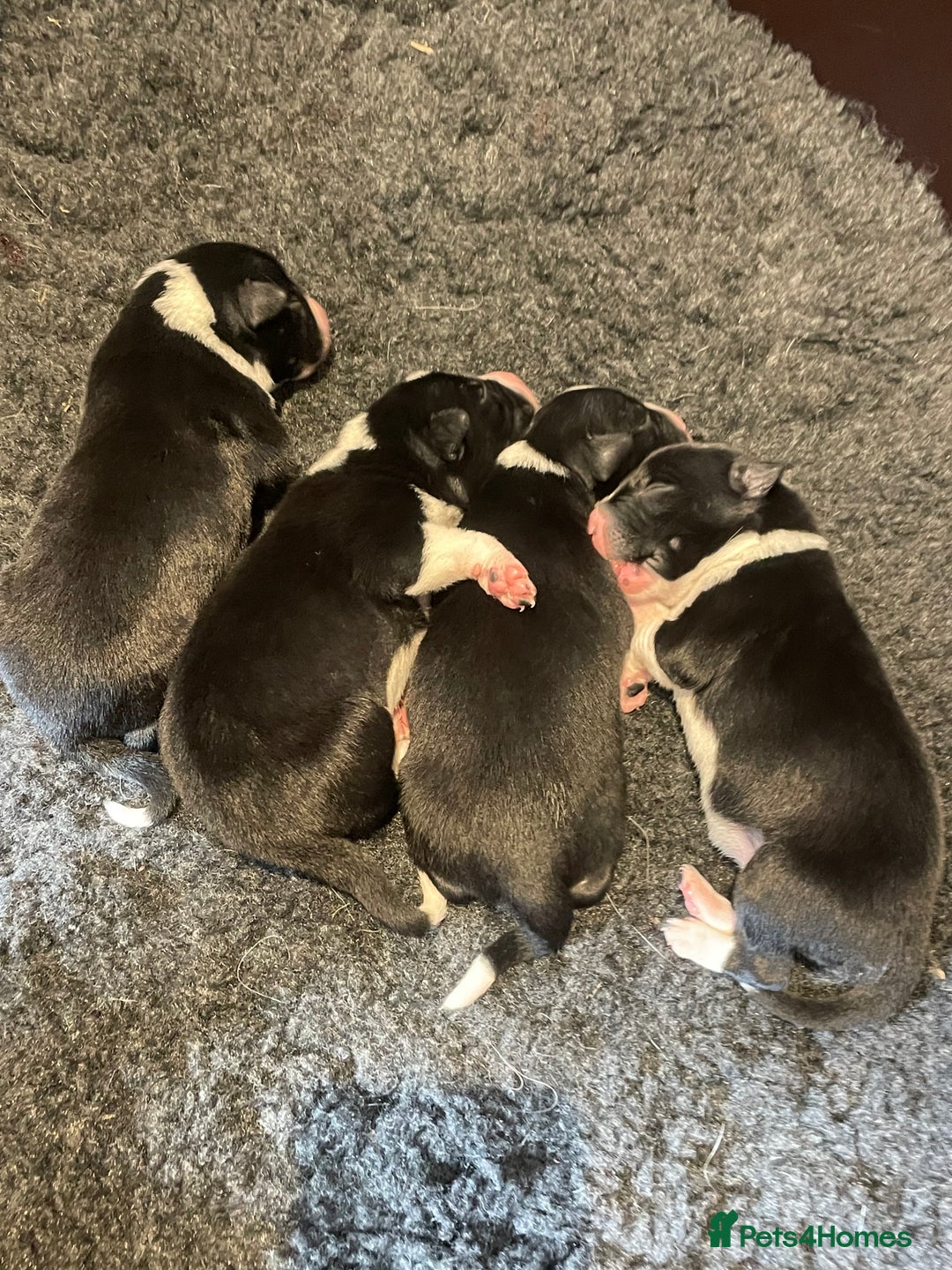 Border Collie dogs for sale: Border Collie puppies, ISDS - Image 1