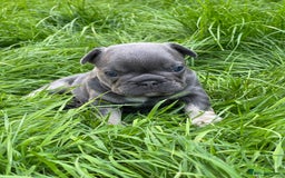 French Bulldog dogs for sale: KC registered french bulldogs  - Image 26