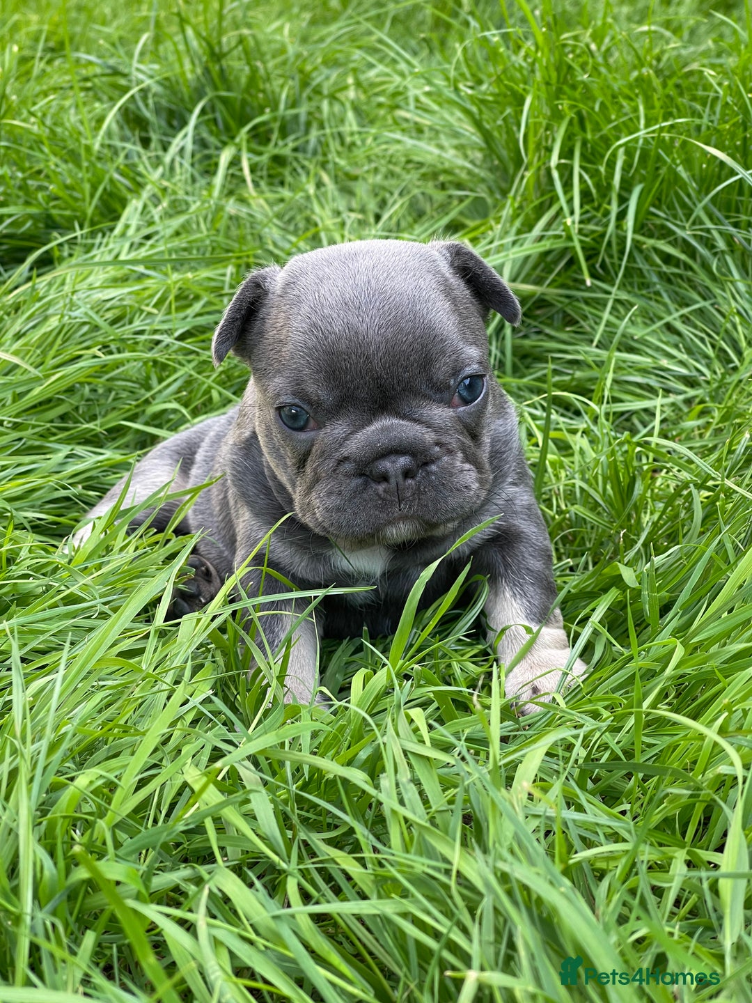 French Bulldog dogs for sale: KC registered french bulldogs  - Image 26