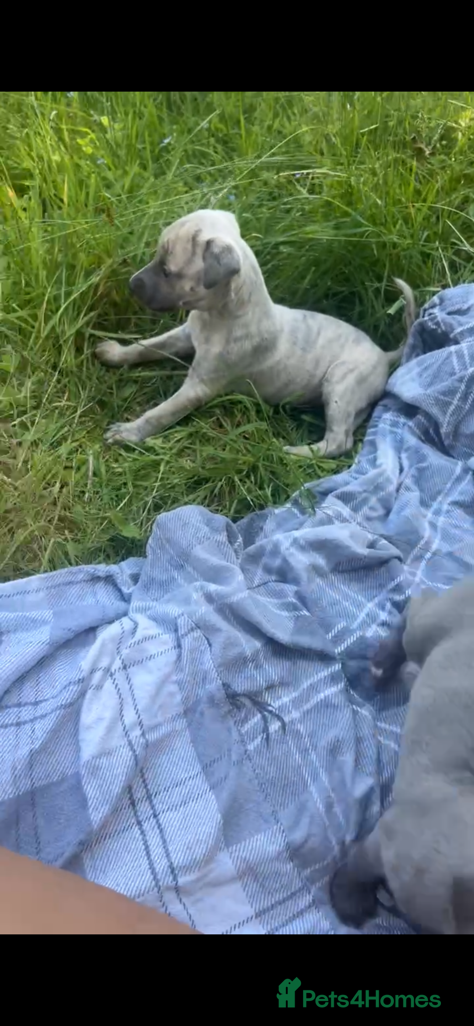 Whippet dogs for sale: Whippet puppies - Advert 6