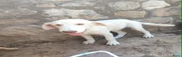 Mixed Breed dogs for adoption: Belce is a five month old Macedonian Rescue - Advert 2