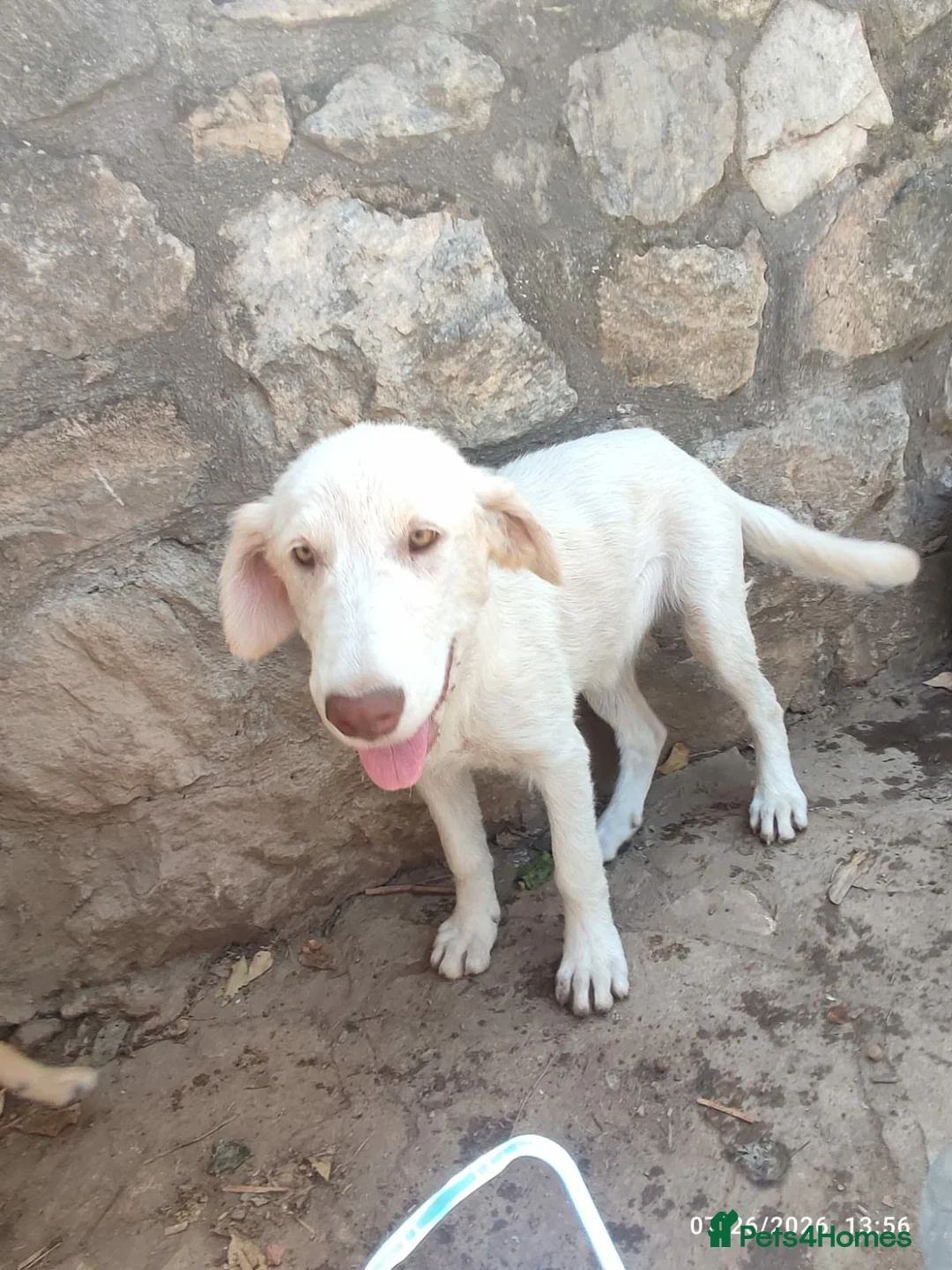 Mixed Breed dogs for adoption: Belce is a five month old Macedonian Rescue - Advert 2