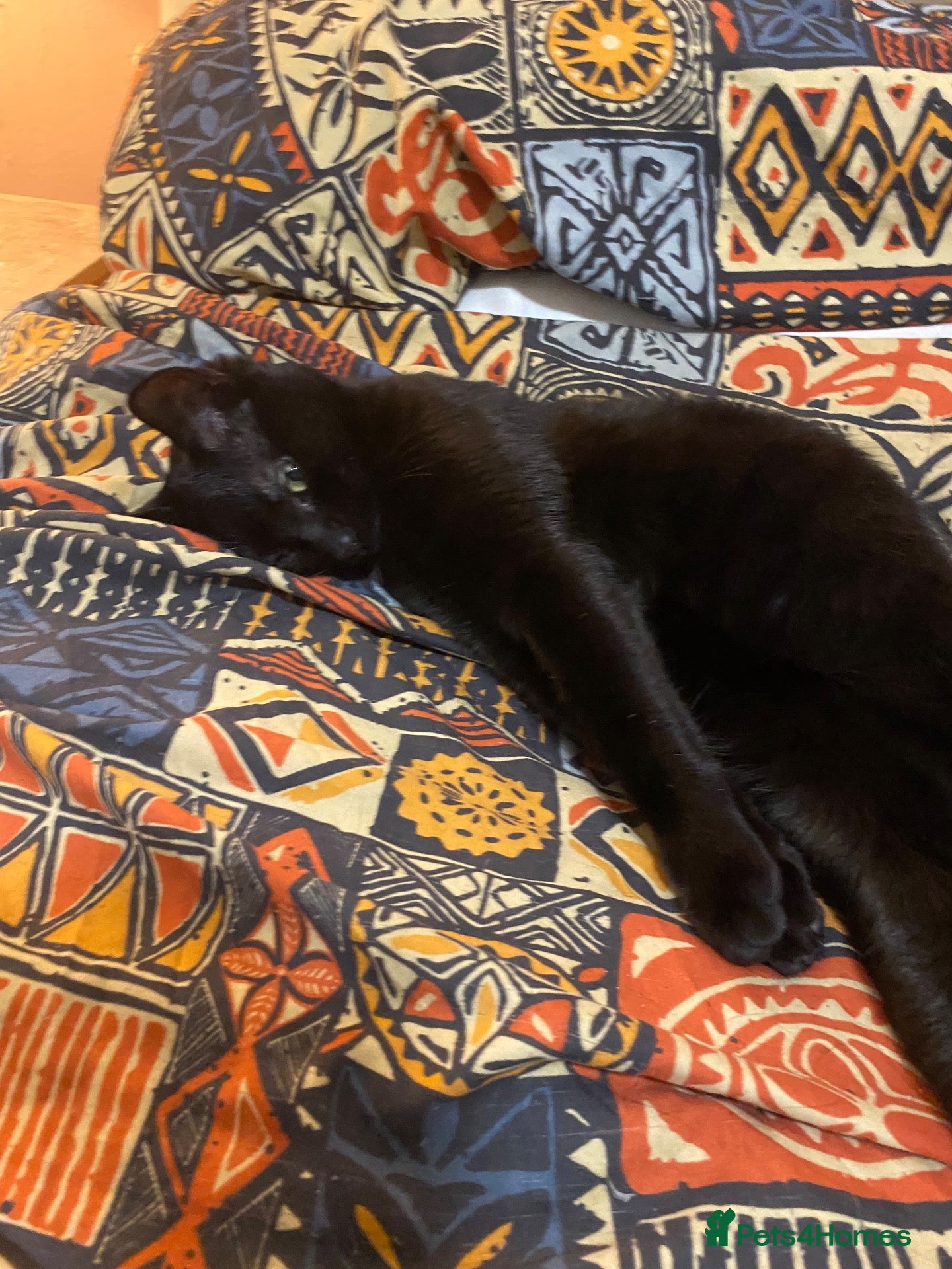 Mixed Breed cats lovely black kitten - Advert 17