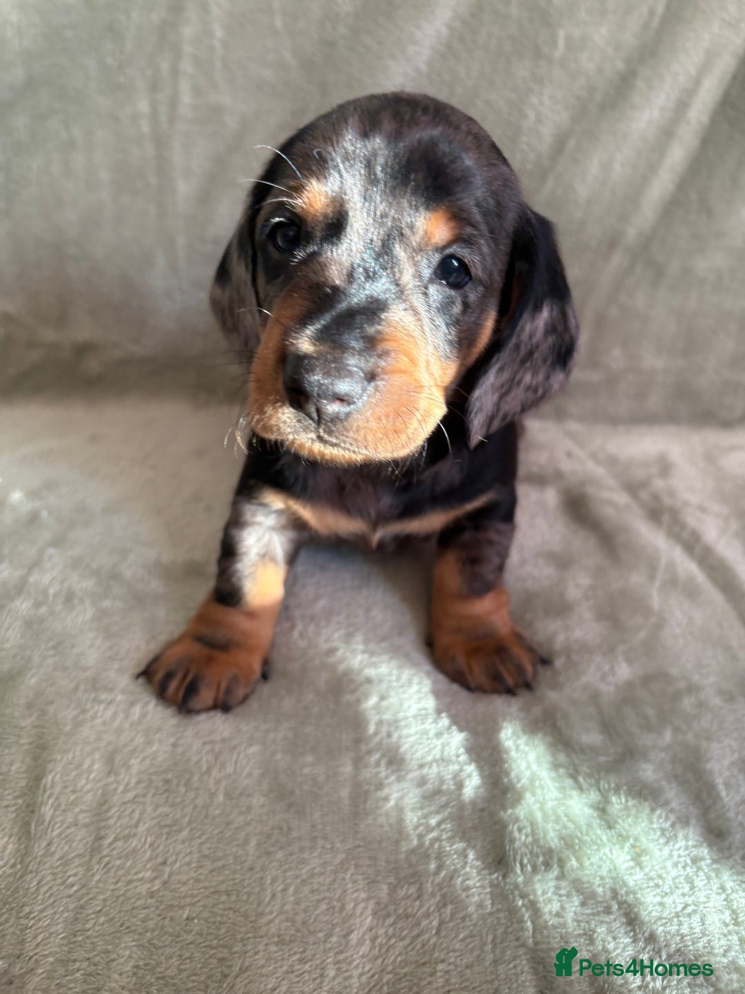 Dachshund dogs for sale: 8 weeks & READY TO LEAVE NOW - dachshund puppy  - Advert 37