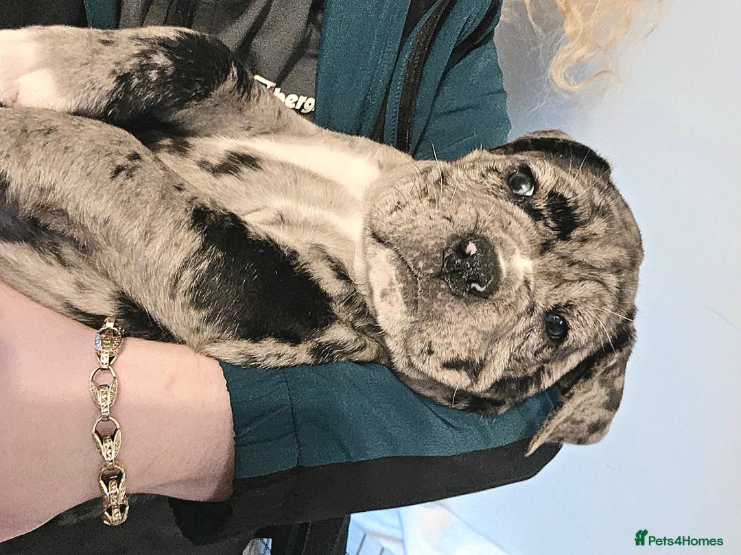 Cane Corso dogs for sale: Merle and brindle cane corso - Advert 12