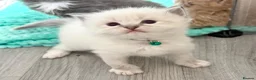 Ragdoll cats for sale: Beautiful TICA Registered Ragdoll Kittens - Advert 5