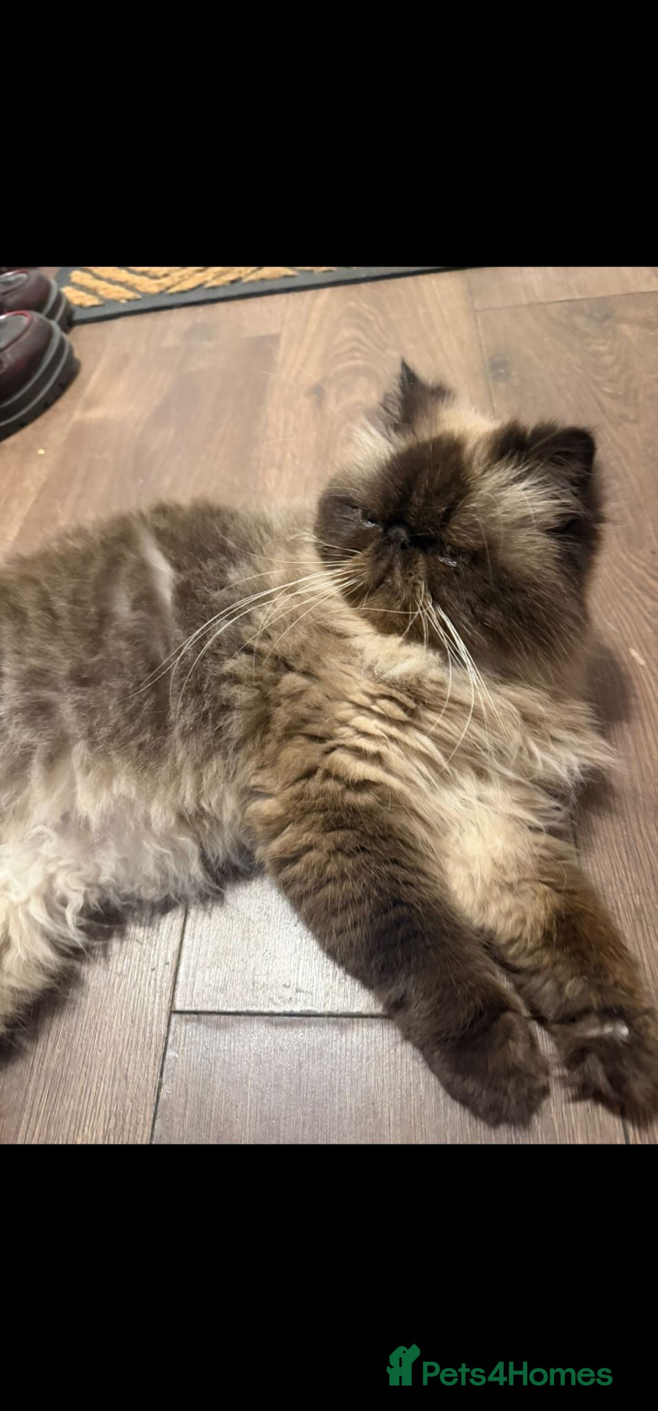 Persian cats Persian Himalayan Cat Seeking Forever Home - Advert 1