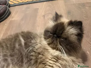 Persian cats Persian Himalayan Cat Seeking Forever Home - Advert 3