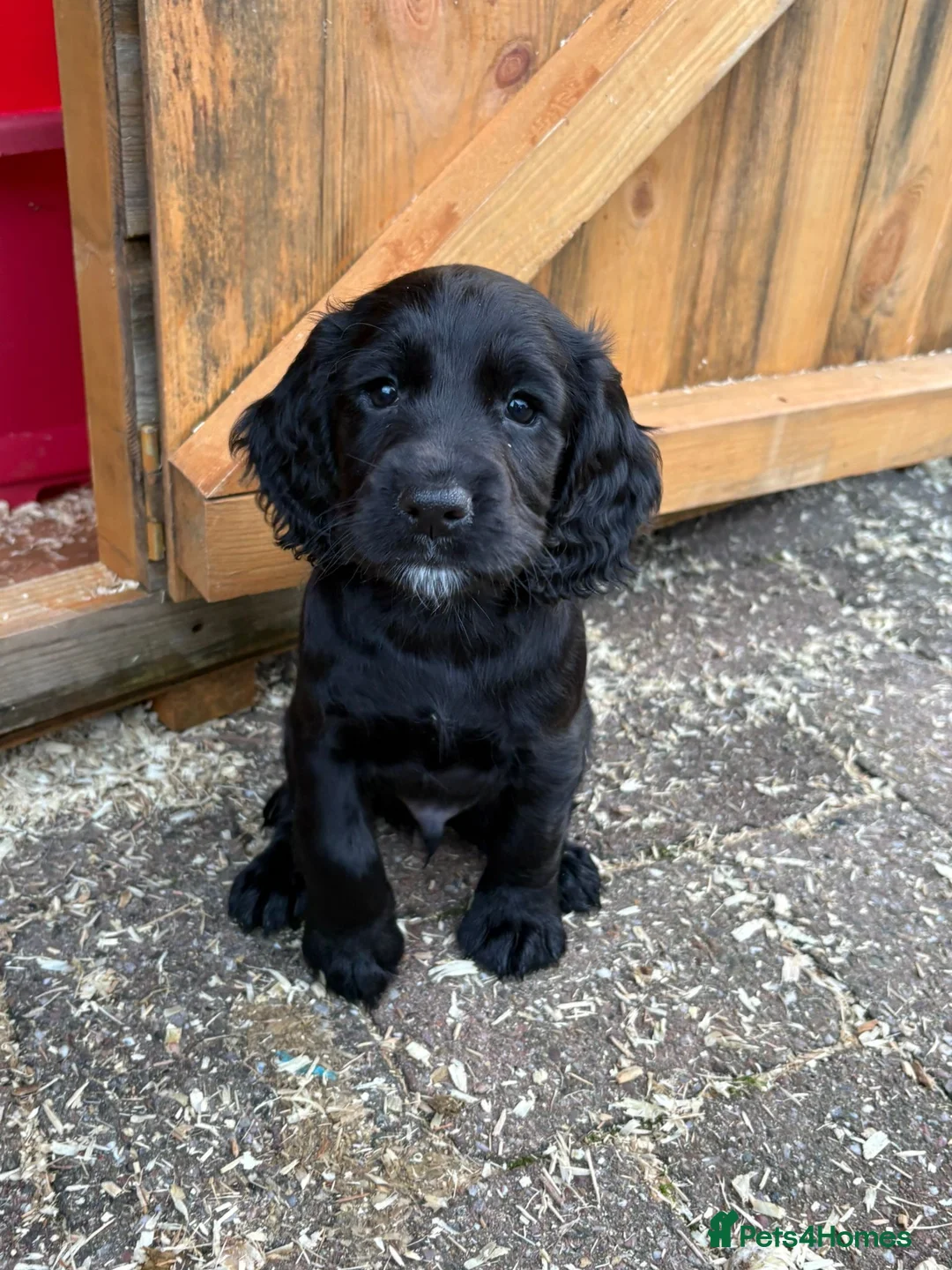 Cocker Spaniel dogs for sale: Cocker Spaniel puppies looking for homes - Advert 4