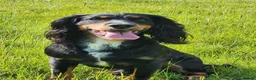 Sprocker dogs for sale: Working sprocker pups - Advert 6