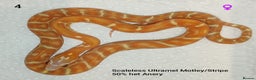 Corn Snake reptiles for sale: 2025 Scaleless cornsnakes  - Advert 1