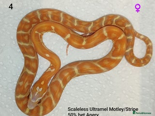 Corn Snake reptiles 2025 Scaleless cornsnakes - Advert 1