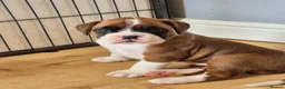 Boxer dogs for sale: Amazing boxer boy - Advert 2