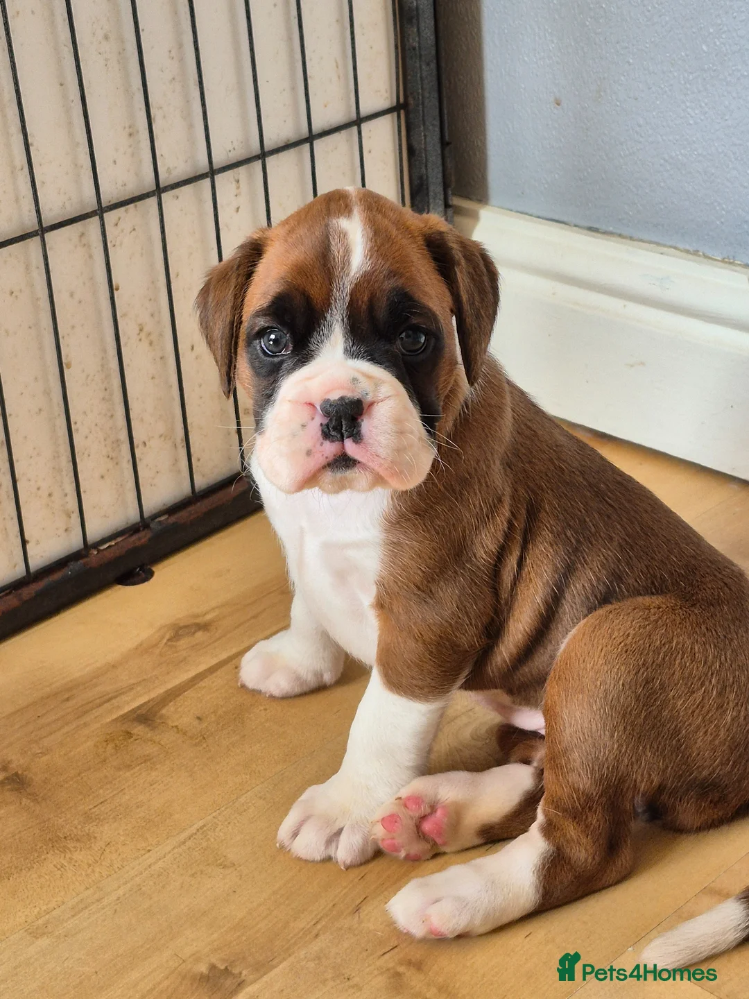 Boxer dogs for sale: Amazing boxer boy - Advert 2