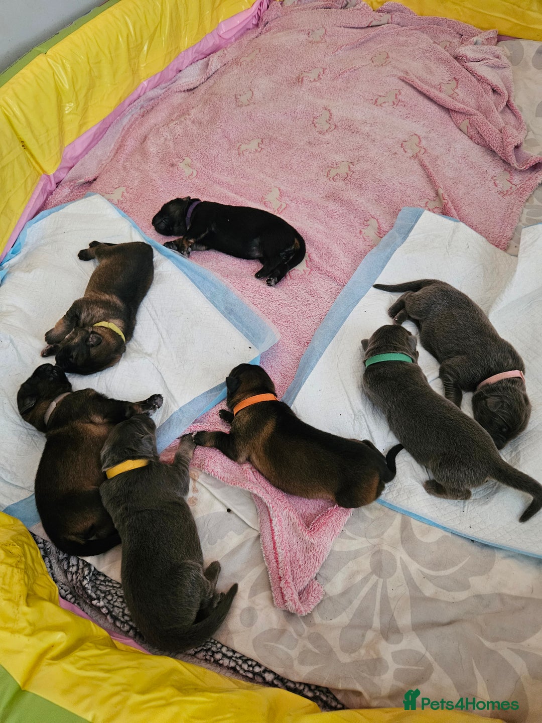 German Shepherd dogs for sale: 2 Beautiful Girls Available  - Image 6