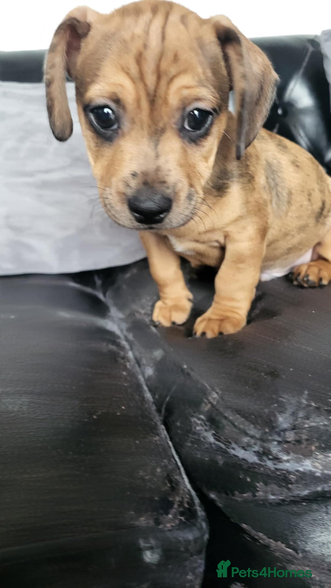 Dachshund dogs for sale: Mini dachshund puppy for sale! - Advert 7