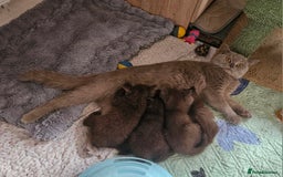 British Longhair cats for sale: Purebred Chocolate British longhair  kittens  - Image 19