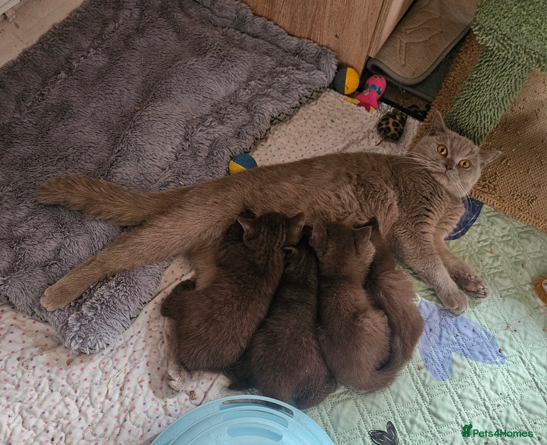 British Longhair cats for sale: Purebred Chocolate British longhair  kittens  - Image 19