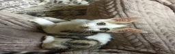 Mixed Breed cats for sale: Cats for adoption! - Advert 1