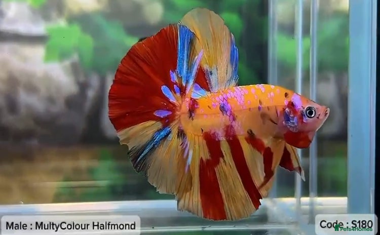 Bettas fish - Advert 20