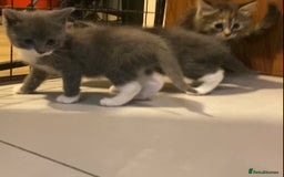 British Shorthair cats for sale: 6 kittens mixture of colours, bred from house cat  - Image 10
