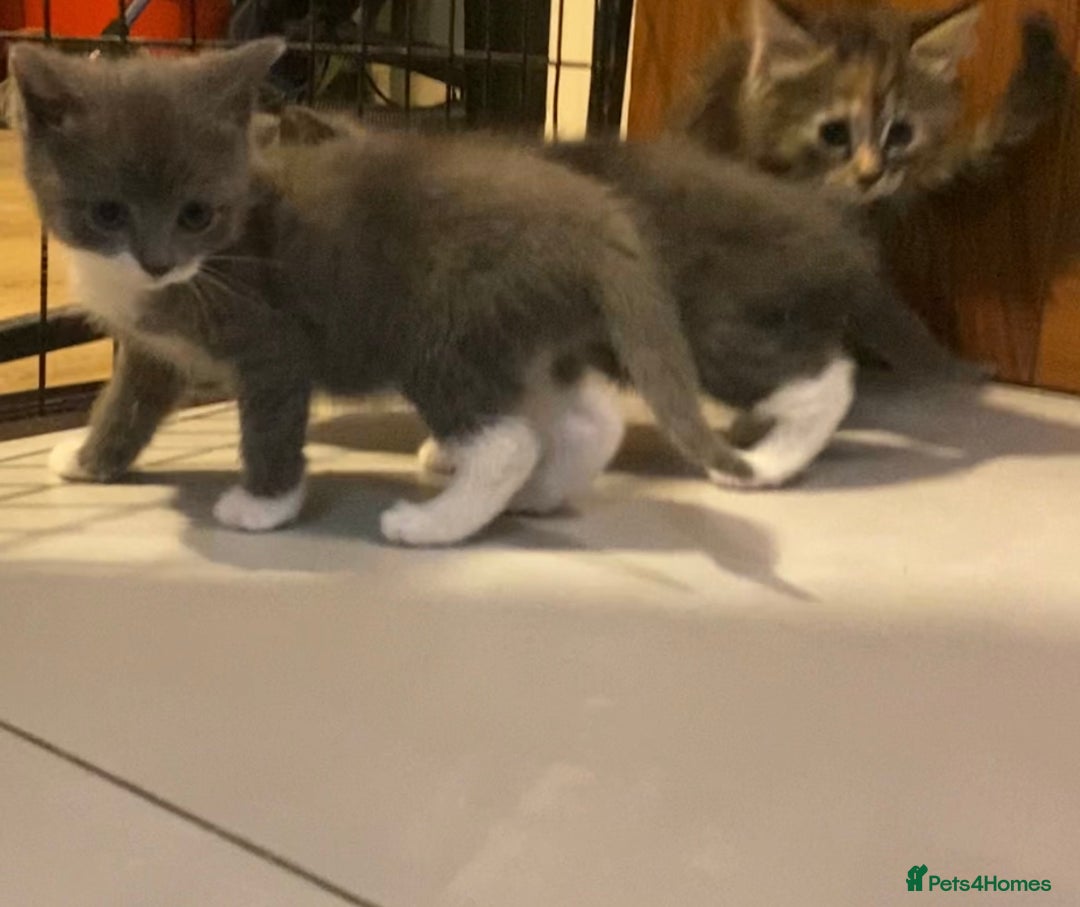 British Shorthair cats for sale: 6 kittens mixture of colours, bred from house cat  - Image 10