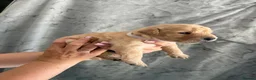 Labrador Retriever dogs for sale: Labrador Puppies Looking For Their Forever Homes  - Advert 17