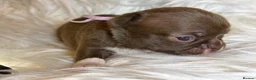 Chihuahua dogs for sale: KC REG, DNA HEALTH TESTED, TINY, VERY RARE 🐶😍 - Advert 31