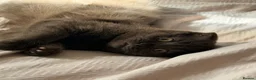 British Shorthair cats for sale: 2 girls British Short Hairs - Advert 4