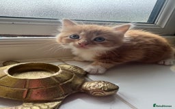 Ragdoll cats for sale: Beautiful kittens for sale  - Image 5